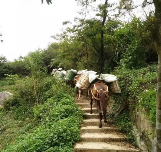 十堰山区马帮运输