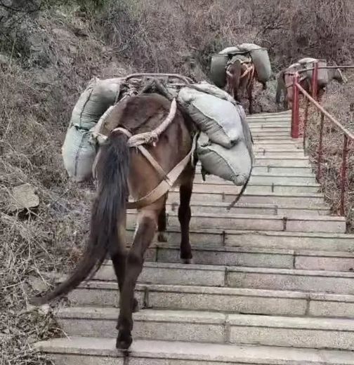 十堰骡马运输