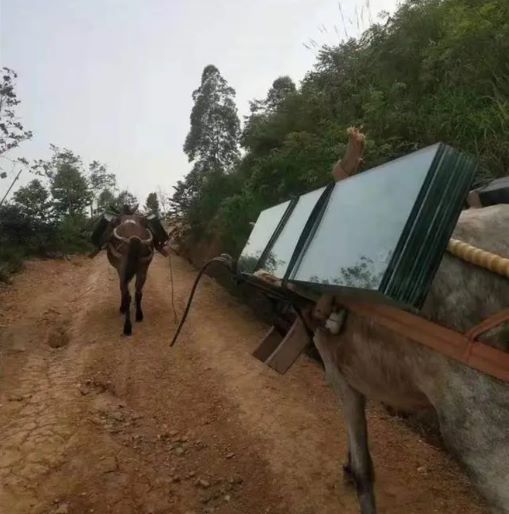 十堰骡子运输
