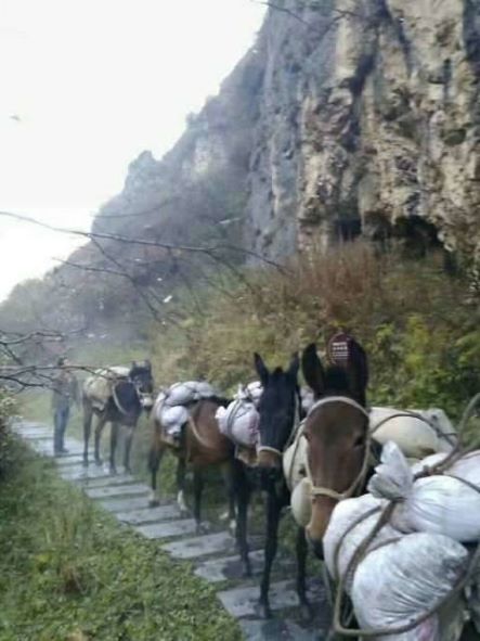 十堰骡子运输队